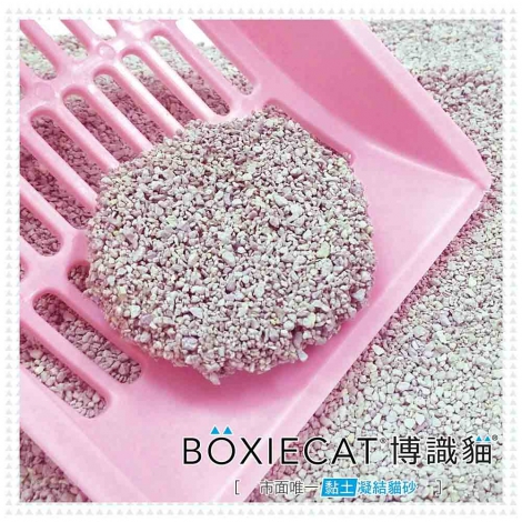 boxiecat-blue