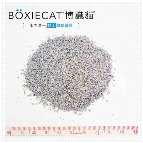 boxiecat-blue-1