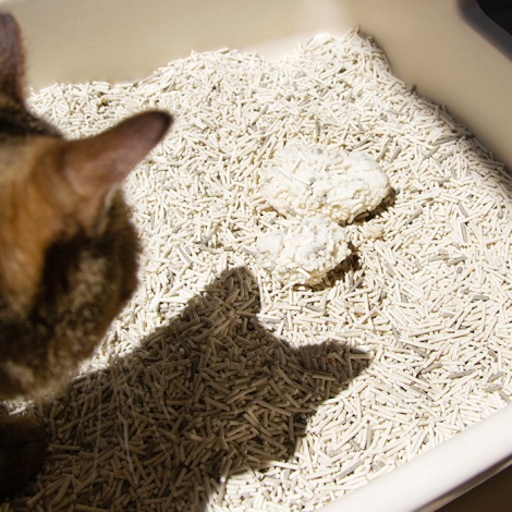 tofucatlitter-P7