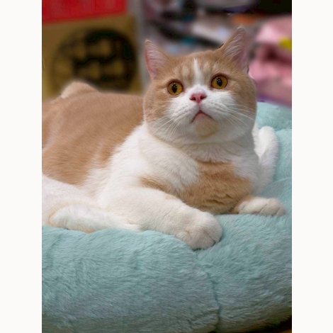 LINE_ALBUM_1028阿毛-花朵床墊_251030_2